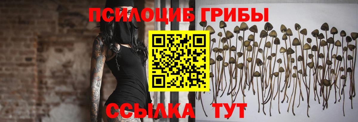 Гурьевск  Псилоцибиновые грибы Psilocybine cubensis  Вход с VPN 